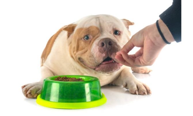 Adult Dog Nutrition