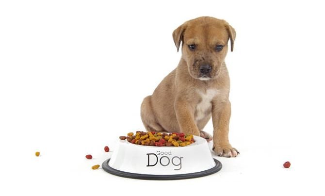 Exploring Dog Nutrition by Age of Puppies