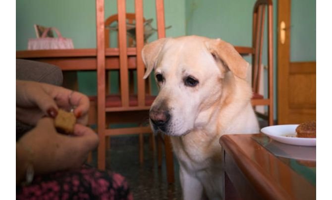 Nutritional Needs for Senior Dogs