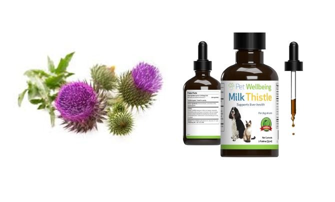 Supplements for Dogs with Liver Cancer from Milk Thistle The Liver Detoxifier