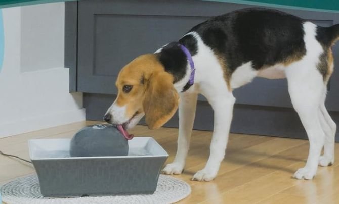 PetSafe Drinkwell Ceramic Pet Water Fountain Review