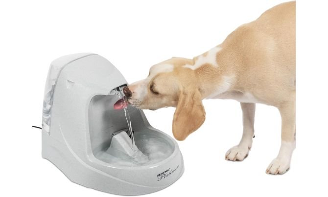 PetSafe Drinkwell Platinum Fountain for Large Dogs Review