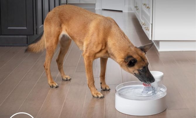 PetSafe Outlast Pumpless Fountain for Medium-Size Dogs Review
