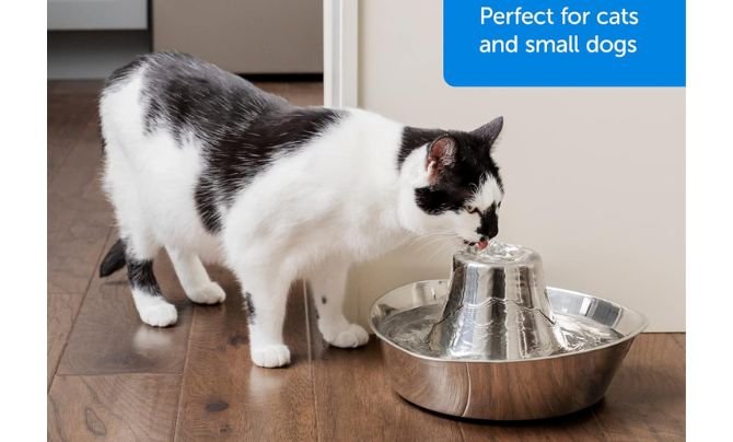 PetSafe Seaside Pet Water Fountain Review