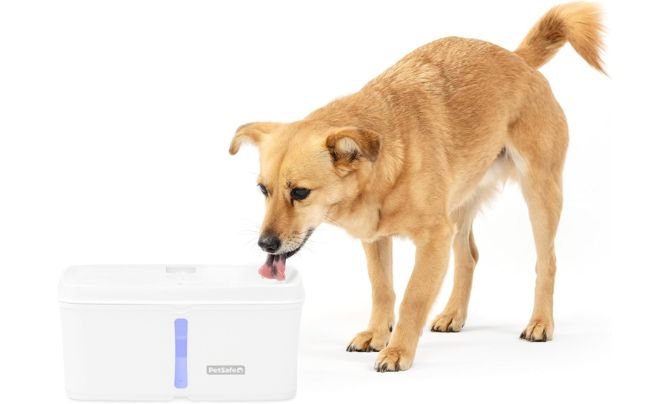 PetSafe Viva Pet Fountain for Cats and Dogs Review