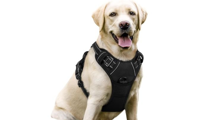 3. Best Harness for Safety and Control – Rabbitgoo No-Pull Dog Harness