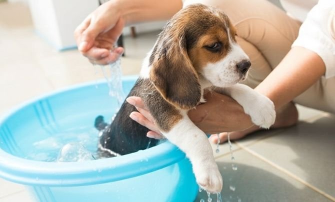 Bath Time Basics for dog