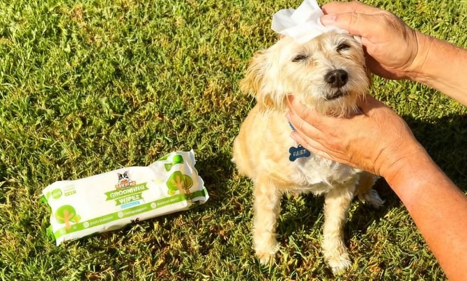Best Dog Wipes for Quick Clean-Ups - Summer Travel Must-Haves for Dogs