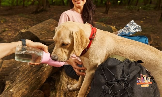 Best Portable Dog Water Bottles for Outdoor Adventures -Travel Must-Haves for Dogs