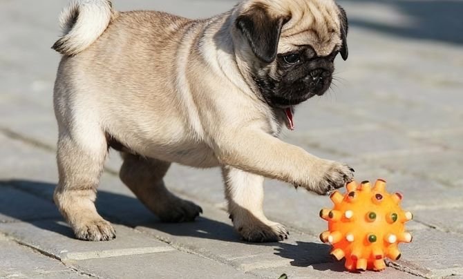 Best Toys for Mental and Physical Stimulation