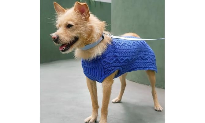 Blueberry Pet Classic Solid Color Collar