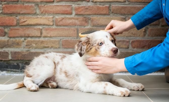 Grooming Your Dog the Right Way for new to dog parenting