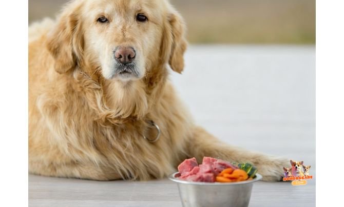 Health Considerations - Grain-Inclusive vs. Grain-Free Dog Food