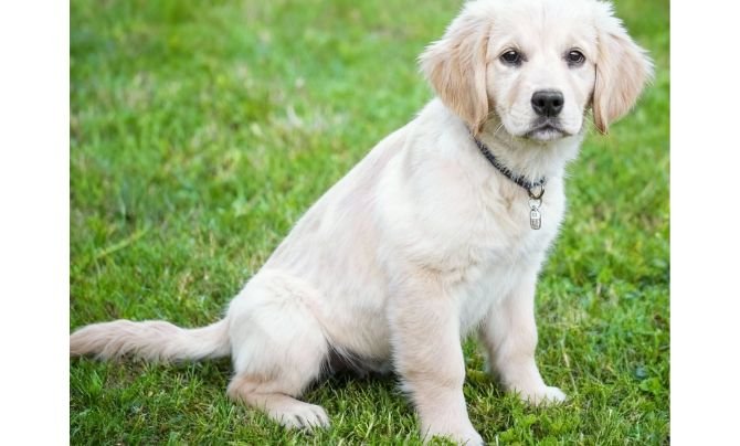 Puppy Training Pads for Accidents on the Road