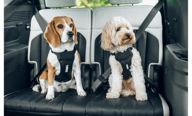 Small Dog Car Harnesses