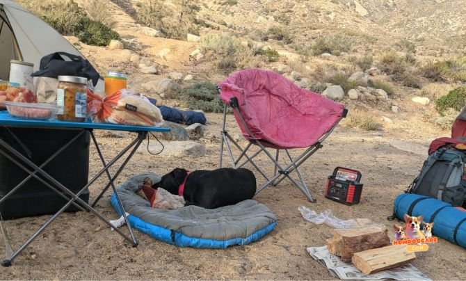Travel Dog Beds for Maximum Comfort - Chuckit! Travel Dog Bed