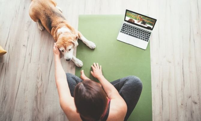 Alternative Dog Training Options - How to Choose a Dog Trainer You Can Trust