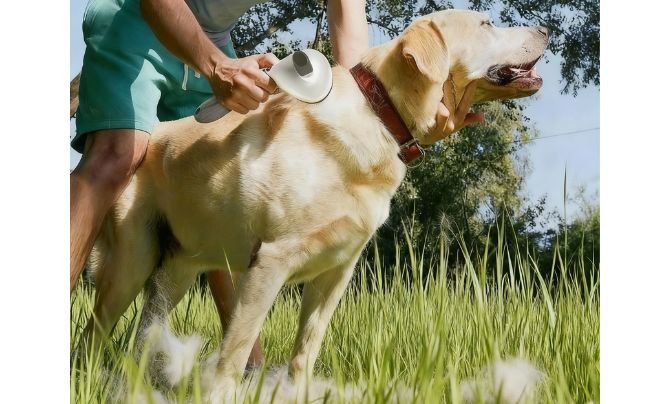 Best Brushes for Labrador Retriever Shedding