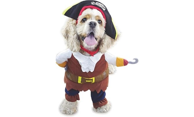 Best Dog Costumes for Halloween – NACOCO Front Walking Pirate Costume