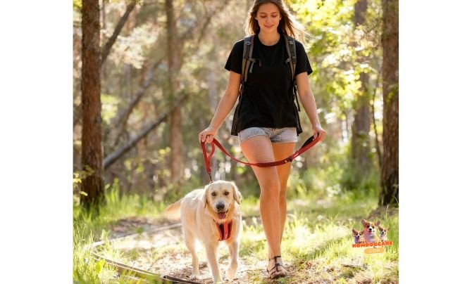 Best Harnesses for Large Breeds Like Labradors