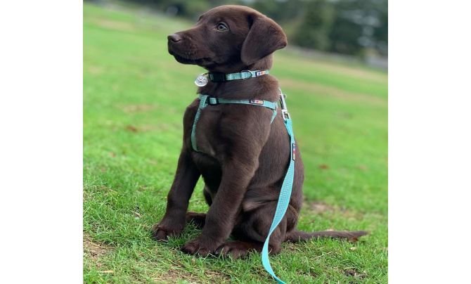 Best Leashes and Collars for Puppies