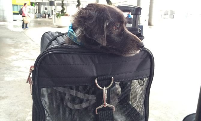 Best Travel Carriers for Small Breeds