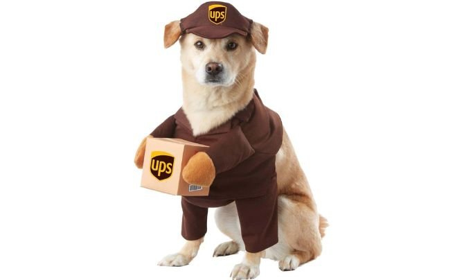 California Costume Pet UPS Delivery Dog
