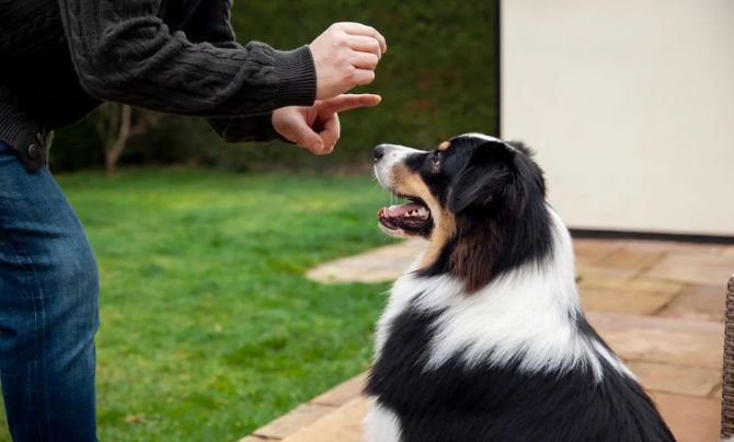 Choose a Dog Trainer You Can Trust - Positive Reinforcement vs. Aversive Techniques