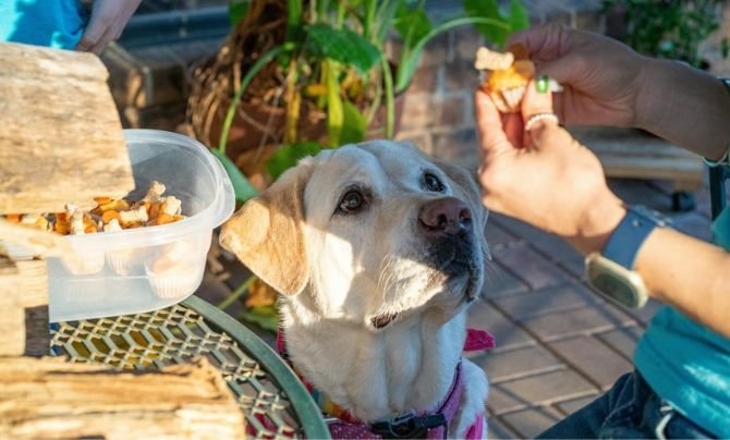 Custom Dog Feeding Guide - Supplements and Treats