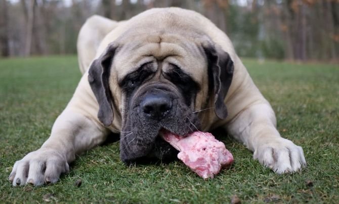 Custom Dog Feeding Guide for Large and Giant Breeds
