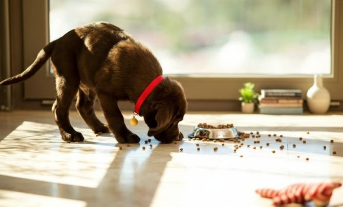 Custom Dog Feeding Guide for Small Breeds