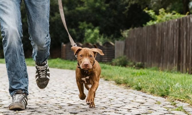 How Much Exercise Does a Puppy Need