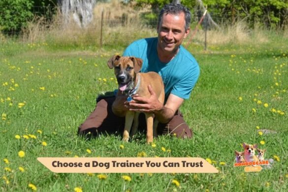 How to Choose a Dog Trainer You Can Trust