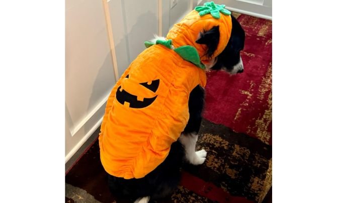 Pumpkin Hoodie Costume