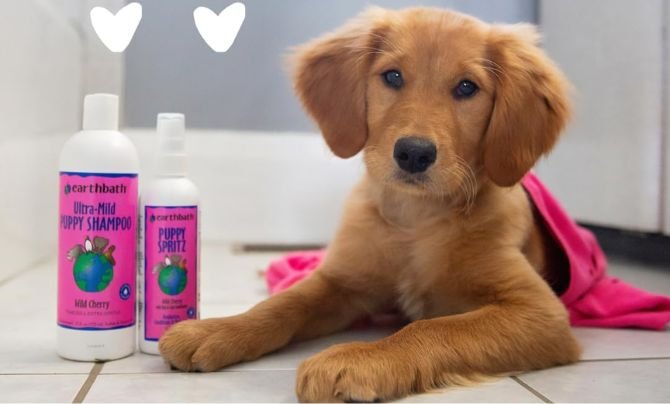 Puppy Bathing Essentials and Tips