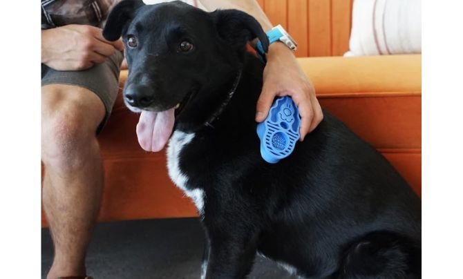 Best Brushes for Different Puppy Coat Types