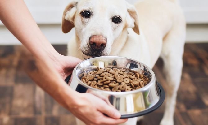Top-rated Dog Food for Active Labrador Retrievers