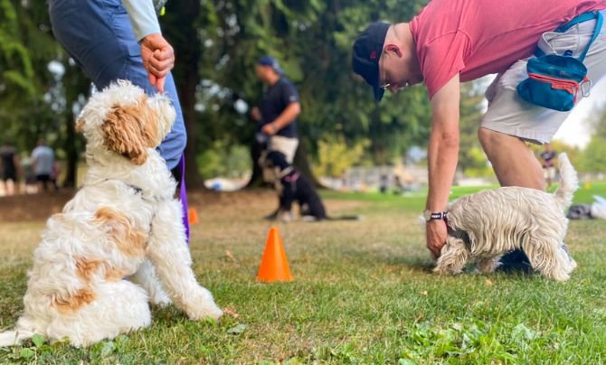 Top-rated Dog Training for Puppies and Small Breeds