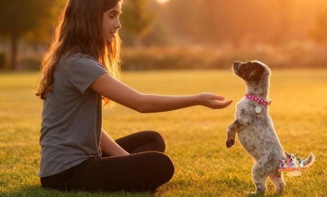 Training and Socialization as Part of Overall Health - First-Year Health Checklist For New Dog Owners