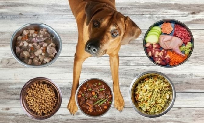 Types of Dog Food and Their Impact on Feeding