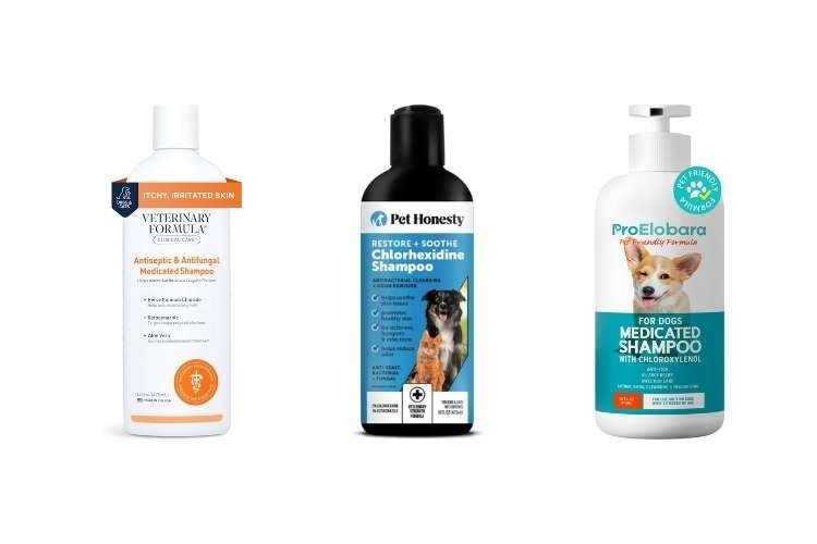 Best Anti-Fungal: Ketoconazole Infused Shampoo for Yeast Issues