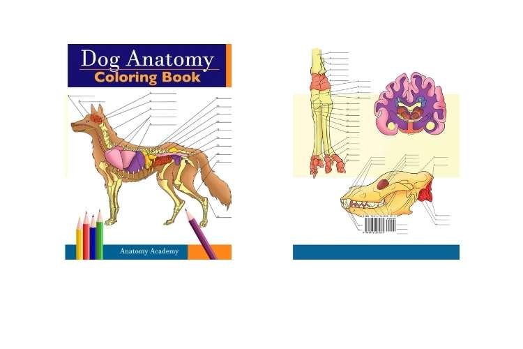 Dog Anatomy Coloring Book by Anatomy Academy