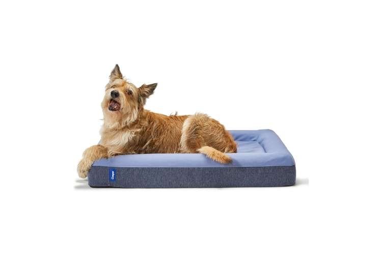 Casper Plush Memory Foam Dog Bed (Best Premium Mattress Technology)